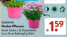 Aldi Süd GARDENLINE Herbst-Pflanzen Angebot