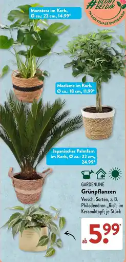 Aldi Süd GARDENLINE GrünPflanzen Angebot