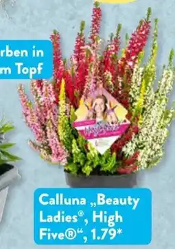 Aldi Süd Calluna „Beauty Ladies“, High Five® Angebot