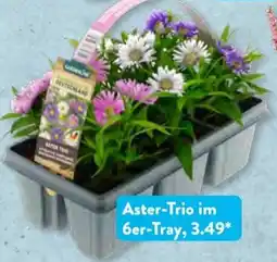 Aldi Süd Aster-Trio Angebot