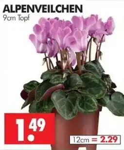 Wreesmann ALPENVEILCHEN Angebot