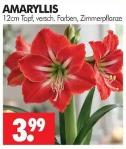 Wreesmann AMARYLLIS Angebot