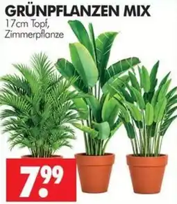 Wreesmann GRÜNPFLANZEN MIX Angebot