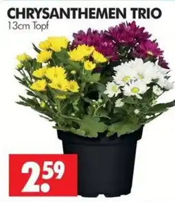 Wreesmann CHRYSANTHEMEN TRIO Angebot