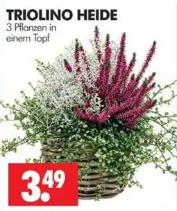 Wreesmann TRIOLINO HEIDE Angebot