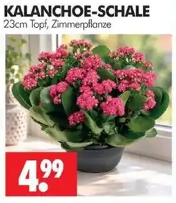 Wreesmann KALANCHOE-SCHALE Angebot