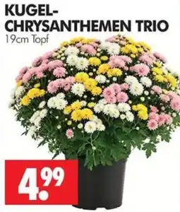 Wreesmann KUGEL-CHRYSANTHEMEN TRIO Angebot