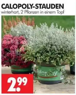 Wreesmann CALOPOLY-STAUDEN Angebot