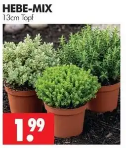 Wreesmann HEBE-MIX Angebot