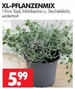Wreesmann XL-PFLANZENMIX Angebot