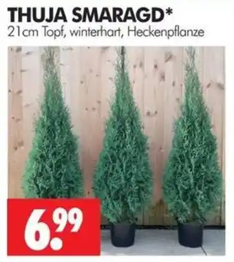 Wreesmann THUJA SMARAGD* Angebot
