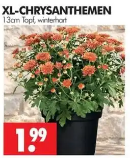 Wreesmann XL-CHRYSANTHEMEN Angebot