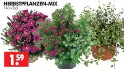 Wreesmann Herbstpflanzen-mix Angebot