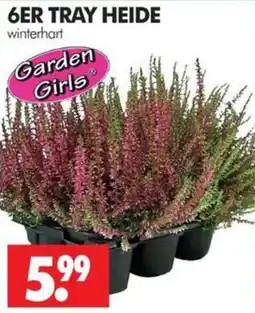Wreesmann 6ER TRAY HEIDE winterhart Angebot