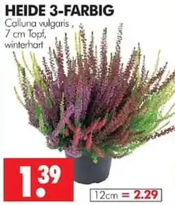 Wreesmann HEIDE 3-FARBIG Angebot
