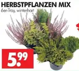 Wreesmann HERBSTPFLANZEN MIX Angebot