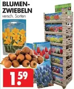 Wreesmann BLUMEN-ZWIEBELN Angebot