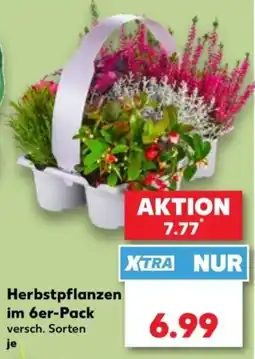 Kaufland Herbstpflanzen Angebot