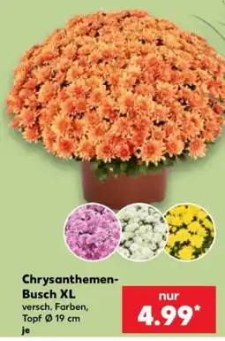 Kaufland Chrysanthemen-Busch XL Angebot
