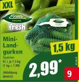 Norma Ernte Krone fresh Mini-Landgurken Angebot