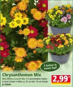 Norma Chrysanthemen Mix Angebot