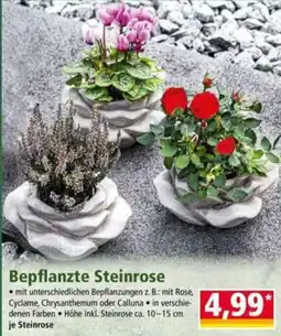 Norma Bepflanzte Steinrose Angebot