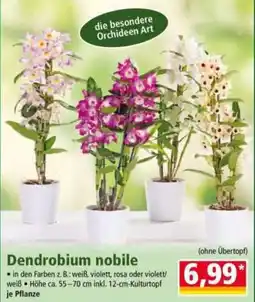 Norma Dendrobium nobile Angebot