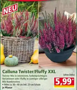 Norma Calluna Twister/Fluffy XXL Angebot