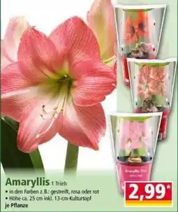 Norma Amaryllis 1 Trieb Angebot