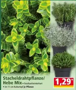 Norma Stacheldrahtpflanze/Hebe Mix Angebot