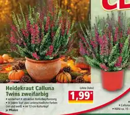 Norma Heidekraut Calluna Twins zweifarbig Angebot