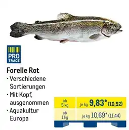 METRO Forelle Rot Angebot