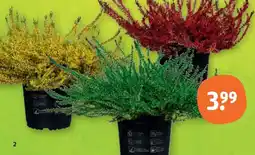 tegut versch. Farben Angebot