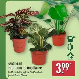 Aldi Nord GARDENLINE Premium-Grünpflanze Angebot