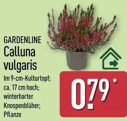 Aldi Nord GARDENLINE Calluna vulgaris Angebot