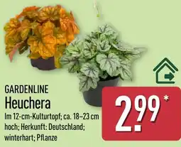 Aldi Nord GARDENLINE Heuchera Angebot