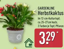 Aldi Nord GARDENLINE Herbstkaktus Angebot