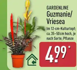 Aldi Nord GARDENLINE Guzmanie/Vriesea Angebot