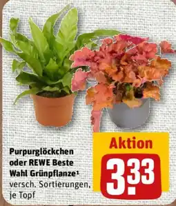 nahkauf Purpurglöckchen oder REWE Beste Wahl Grünfpflanze Angebot