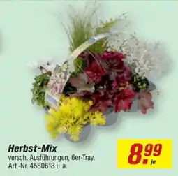 toom Baumarkt Herbst-Mix Angebot