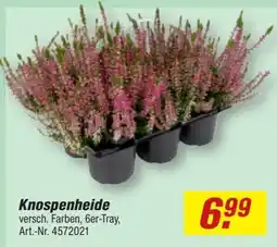 toom Baumarkt Knospenheide Angebot