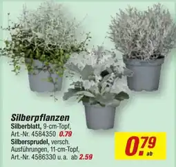 toom Baumarkt Silberpflanzen Silberblatt Angebot