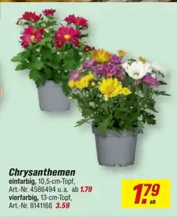 toom Baumarkt Chrysanthemen Angebot