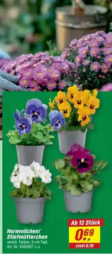 toom Baumarkt Hornveilchen/Stiefmütterchen Angebot