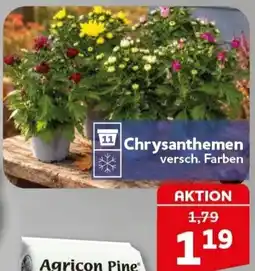 CENTERSHOP Chrysanthemen Angebot