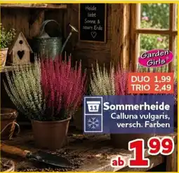 CENTERSHOP Garden Girls Sommerheide Angebot