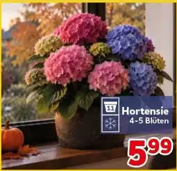 CENTERSHOP Hortensie Angebot