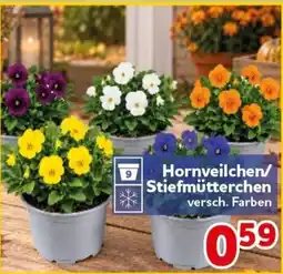 CENTERSHOP Hornveilchen/Stiefmütterchen Angebot