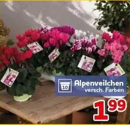 CENTERSHOP Alpenveilchen Angebot