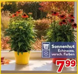 CENTERSHOP Sonnenhut Echinacea Angebot